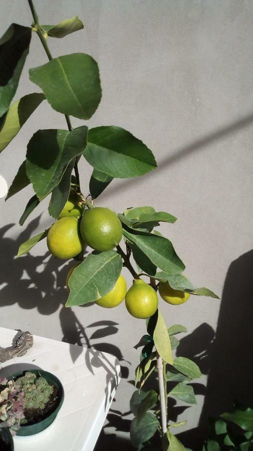 Apartment Sibenik Mandalina Ngoại thất bức ảnh